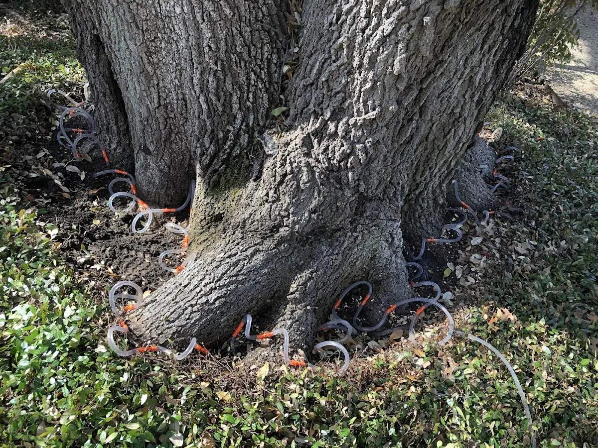 Detailed Tree Cabling and Bracing job site in Chacon