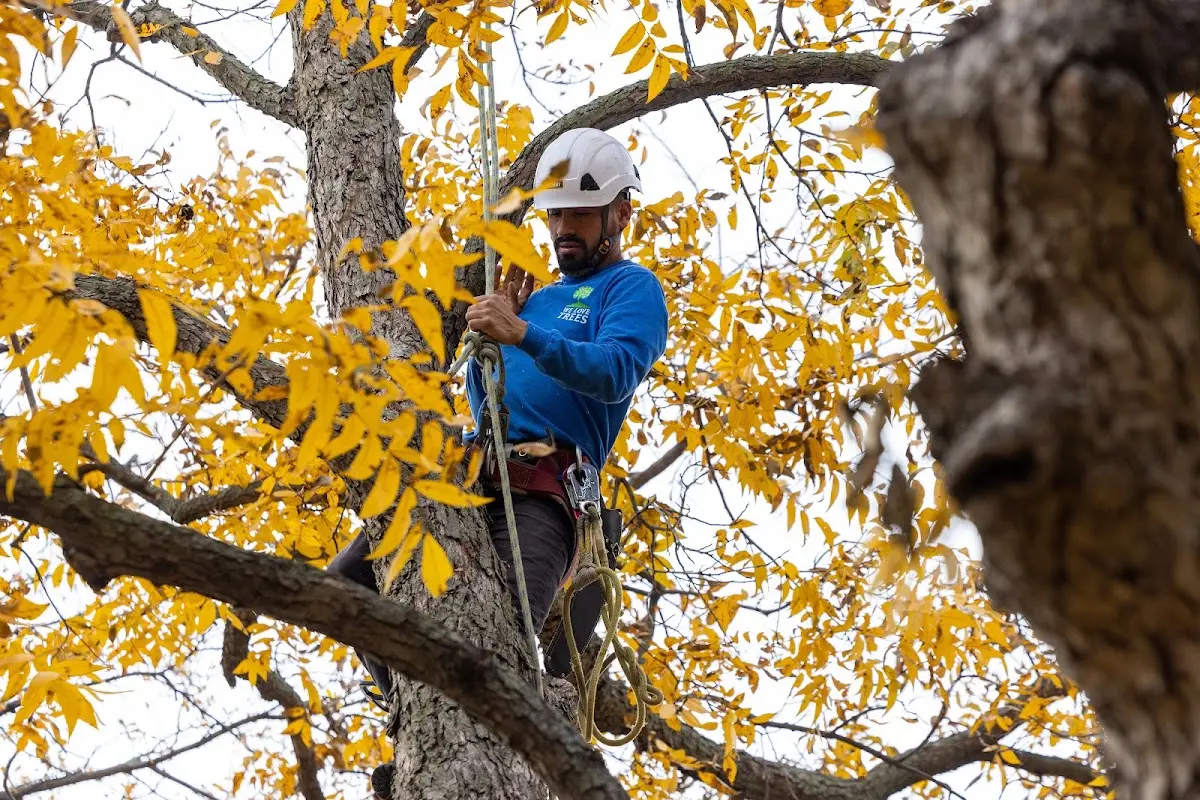 Skilled Dead Tree Removal crew working in Chacon